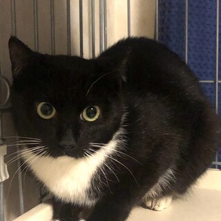 チャームポイントはおだんご尻尾