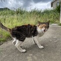 迷い猫急募！