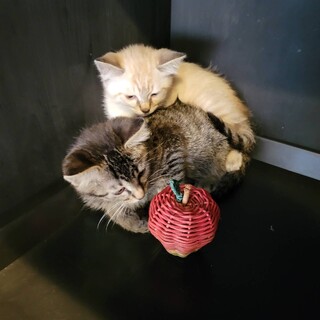 とっても美猫です。シングル譲渡も可能です！