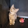 とっても美猫です。シングル譲渡も可能です！ サムネイル2