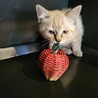 とっても美猫です。シングル譲渡も可能です！ サムネイル3