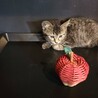 とっても美猫です。シングル譲渡も可能です！ サムネイル5