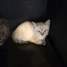 とっても美猫です。シングル譲渡も可能です！ サムネイル6
