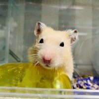 ランちゃん