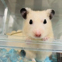 ボルちゃん