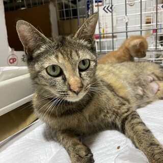 一宮市の猫の里親募集情報まとめ ペットのおうち 月間利用者150万人