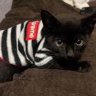 甘えん坊でやんちゃな黒猫くん