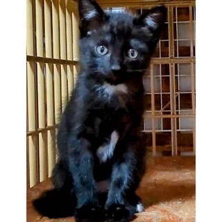 7月31日とあお見合い会参加猫(=^ェ^=)