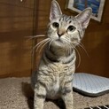 迷子猫だった猫ちゃんに、新しい家族を探しています。