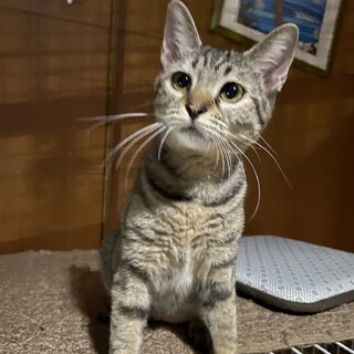 迷子猫だった猫ちゃんに、新しい家族を探しています。