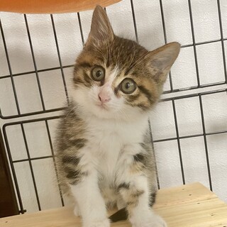 モフモフ1ヶ月半の男の子