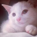 白い子猫の里親様募集します