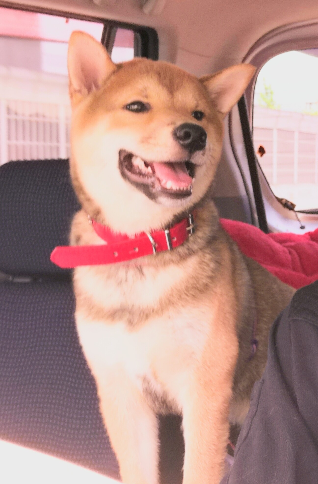 柴犬７ヶ月 わんぱくです 兵庫県 犬の里親募集 4223 ペットのおうち 月間利用者150万人