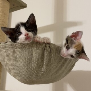 三毛の女の子とハチワレの男の子♡ずっと兄弟一緒に