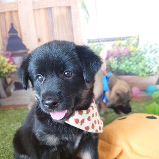 ちょーっと天然な不思議っ子『伊予ちゃん』