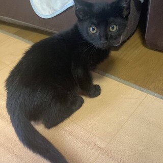 素敵なご家族に迎えていただけました☆クロ君