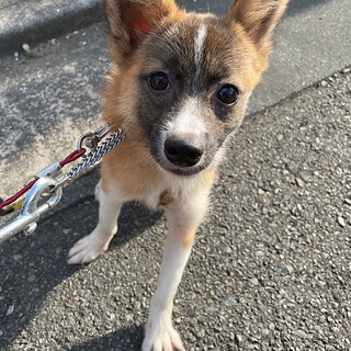 「シャオメイ」女の子