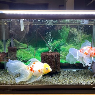 金魚の里親募集