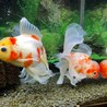 金魚の里親募集 サムネイル2