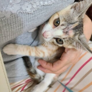 アナ♀