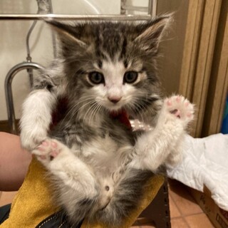 素敵なご家族と出会えました☆ケンちゃん