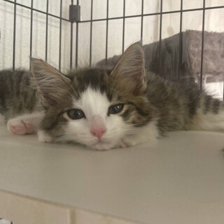 素敵なご家族が出来ました☆さんかくちゃん