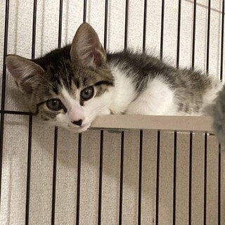 兄弟で家族に迎えていただきました☆おこちゃん