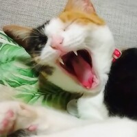 星子(ほしこ)(ポチ)