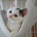 仲良しお姉さん猫と新たなおうちに行けました♪