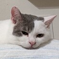 【ガチャガチャ】おかげさまで里親様が決まりました。