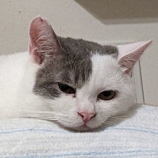 【ガチャガチャ】おかげさまで里親様が決まりました。
