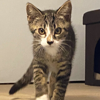 幼猫ママが一生懸命育てたおチビ達