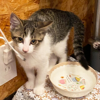 幼猫ママが一生懸命育てたおチビ達