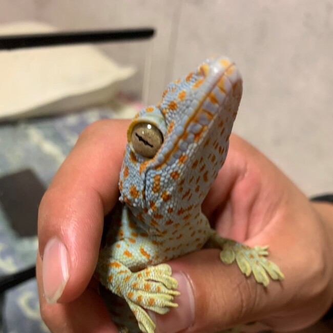 さやﾋﾟのカバー写真