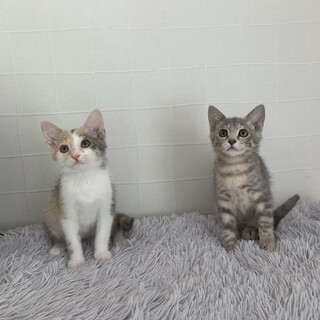 人見知りな可愛い子ちゃん♡姉妹一緒希望!