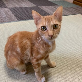 ほとんどアメショーレッドタビーの甘えん坊チャー君