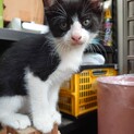 生後2ヶ月のとってもそっくりなハチワレ猫です！