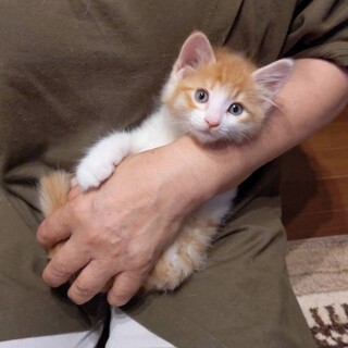 長毛ホワホワ茶白のニケイ君
