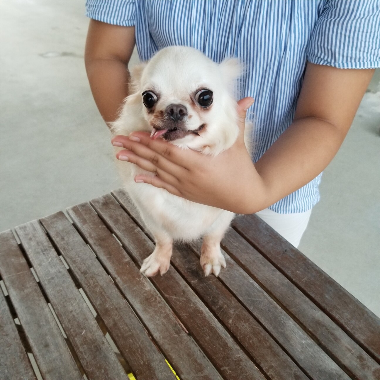 チワワ 女の子 6 兵庫県 犬の里親募集 4277 ペットのおうち 月間利用者150万人