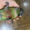 2019年6月産まれのオスのウロコインコ