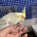 2019年6月生まれのメスのオカメインコ