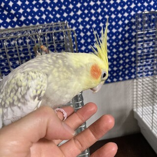 2019年6月生まれのメスのオカメインコ
