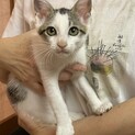 元気いっぱいの白キジの男の子!