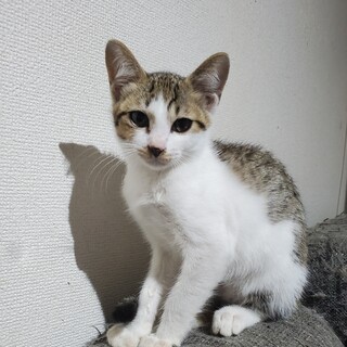 生後2ヶ月半白ブチ男の子