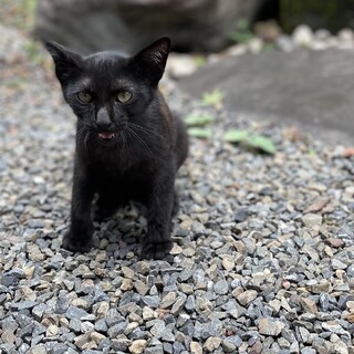 甘えん坊の黒猫