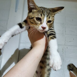 生後2ヶ月半キジシロ女の子