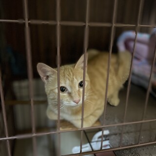 ブラッシング大好き