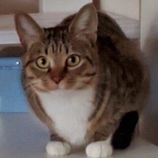 可愛い甘えん坊の母猫さん♪