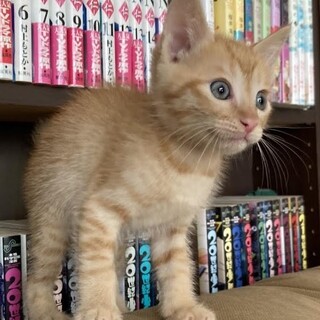 ☆オレンジ色の甘えん坊　ちゃちゃ丸くん☆