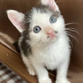 ☆ちょびひげ黒白　男の子　ちょび丸くん☆